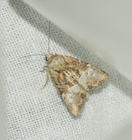 Mesoligia furuncula  - Olivier Laluque