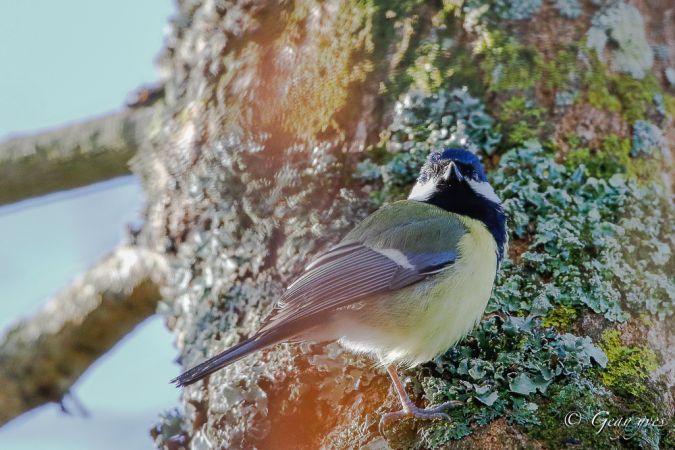 Mésange charbonnière  - Yves Geay