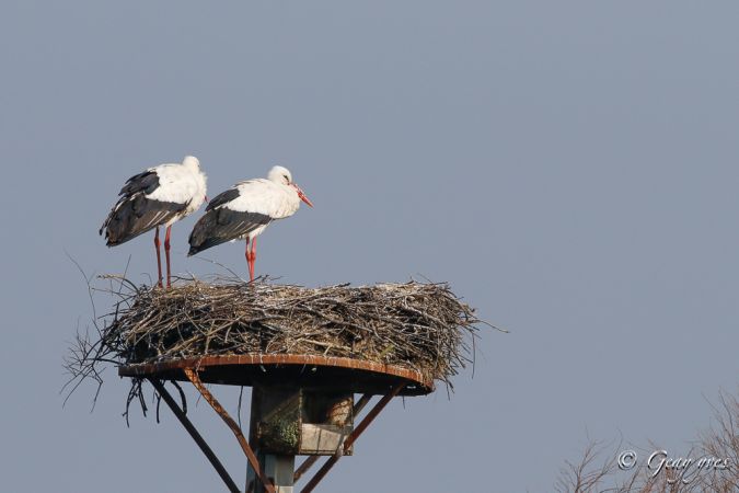 Cigogne blanche  - Yves Geay