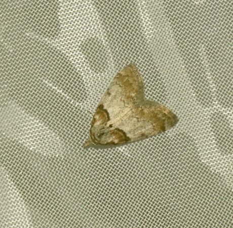 Nola cucullatella  - Christophe Dufour