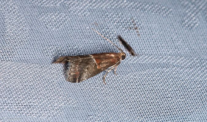 Acrobasis marmorea  - Claude Champarnaud