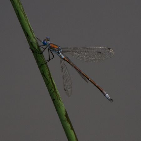 Robust Spreadwing  - François Corbineau