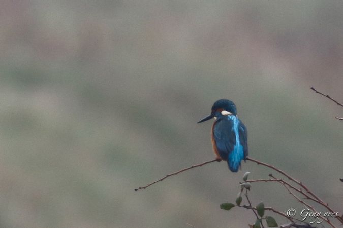 Detail De L Observation Www Faune Charente Maritime Org