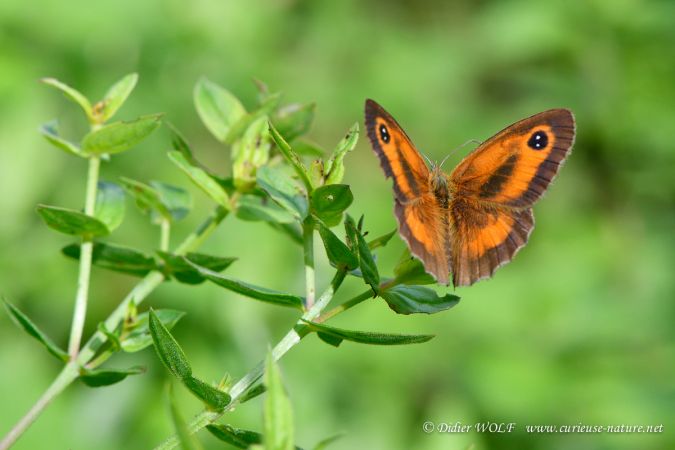 Amaryllis  - Didier Wolf