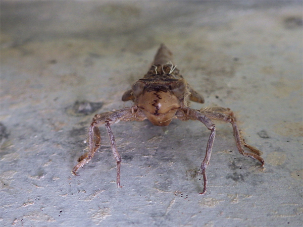 Cordulégastre annelé  - Mathieu Charneau