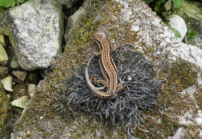 Lézard des murailles  - Réjane Pâquereau