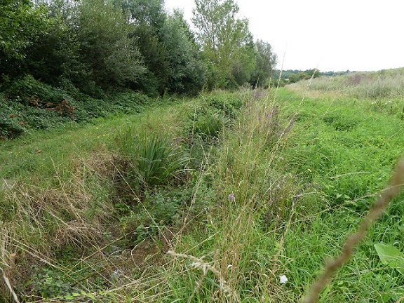 Caloptéryx hémorroïdal  - Réjane Pâquereau