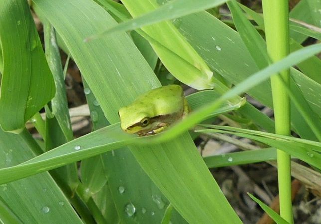 Rainette méridionale  - Réjane Pâquereau