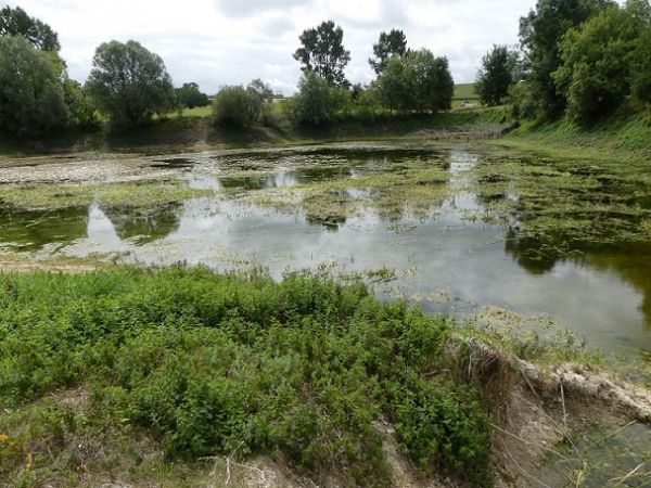 Rainette méridionale  - Réjane Pâquereau