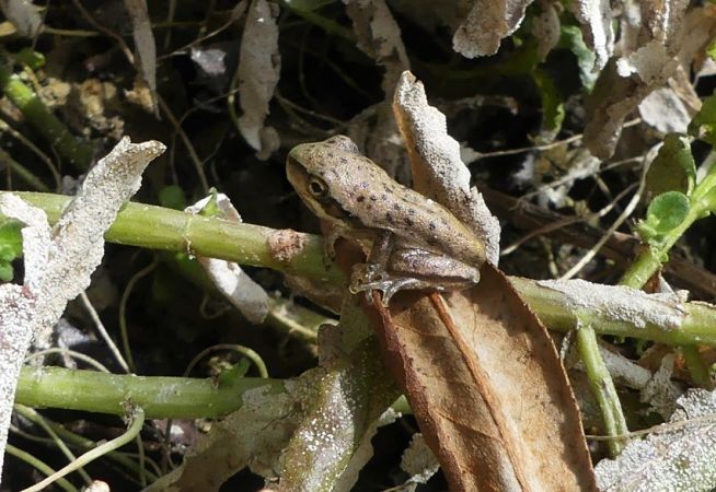 Rainette méridionale  - Réjane Pâquereau