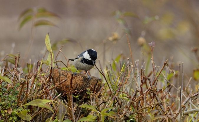 Coal Tit  - Rainaud Daniele