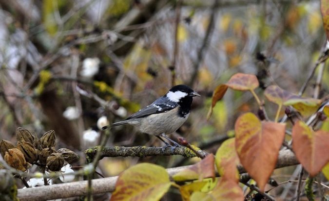 Mésange noire  - Rainaud Daniele