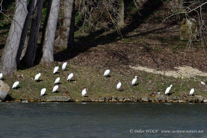 Aigrette garzette  - Didier Wolf