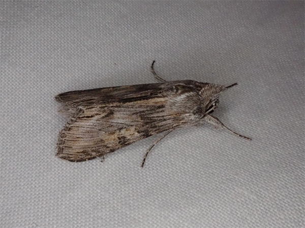 Cucullia xeranthemi  - Mathieu Charneau