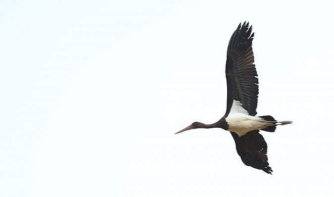 Cigogne noire  - Audrey Barbotin