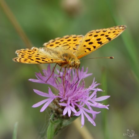 Petit Nacré  - Jean-Luc Mérot (Nature Nièvre)