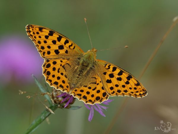 Petit Nacré  - Jean-Luc Mérot (Nature Nièvre)