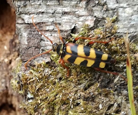 Leptura aurulenta  - Gilles Bourrioux