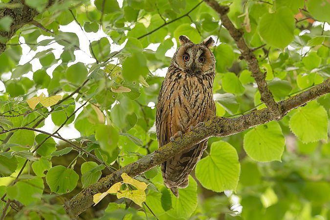 Hibou moyen-duc  - Jean-Luc Coupeau