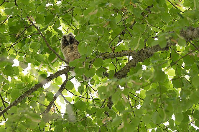 Hibou moyen-duc  - Jean-Luc Coupeau