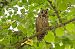 Hibou moyen-duc  - Jean-Luc Coupeau