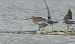 Barge à queue noire (Limosa limosa) © Florent Besson