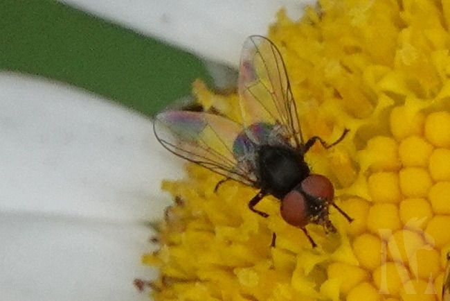 Phasia sp.  - Marcel Laplasse