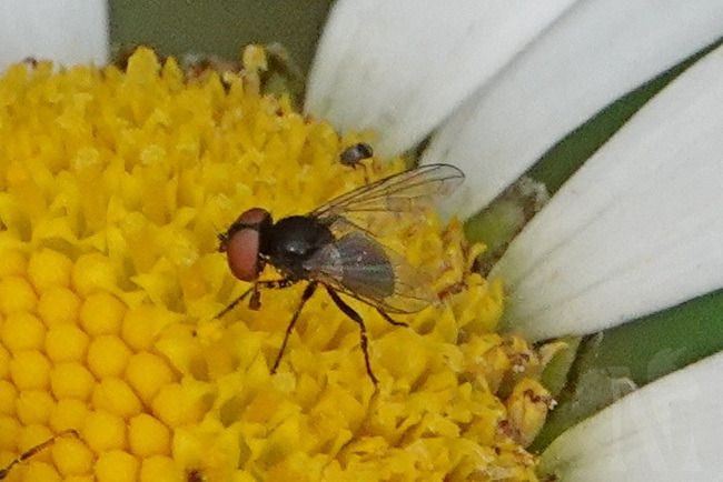 Phasia sp.  - Marcel Laplasse