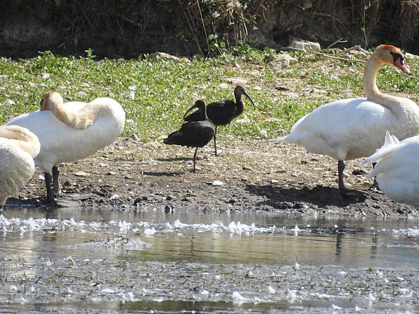 Ibis falcinelle  - Jean-Michel Chartendrault