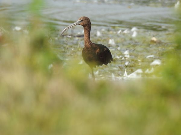 Ibis falcinelle  - Jean-Michel Chartendrault