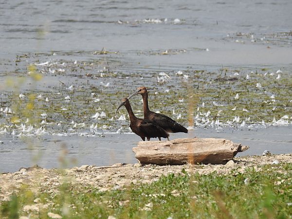 Ibis falcinelle  - Jean-Michel Chartendrault