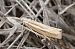 Crambus des tiges (Agriphila tristella) © Marcel Laplasse