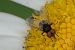 Phasia sp.  - Marcel Laplasse