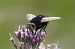 Tachina grossa  - Marcel Laplasse