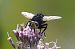 Tachina grossa © Marcel Laplasse