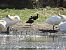 Ibis falcinelle  - Jean-Michel Chartendrault