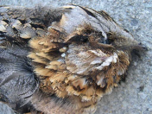 Engoulevent à collier roux  - Jean-Noël Heron