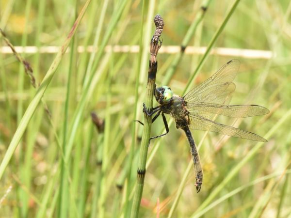 Chlorocordulie alpestre  - Jean-Marie Frenoux