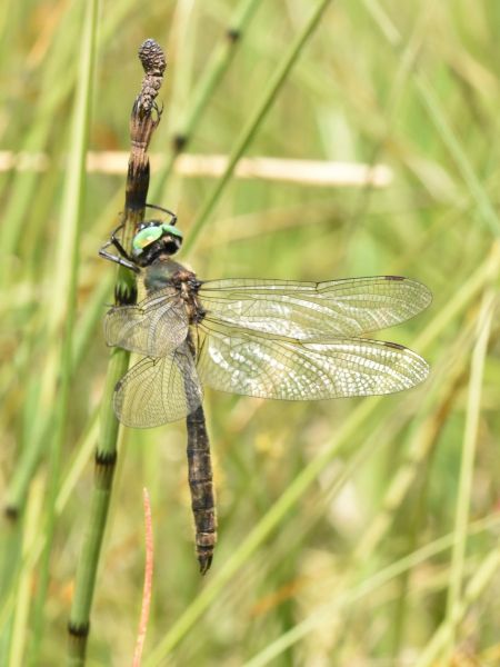 Chlorocordulie alpestre  - Jean-Marie Frenoux