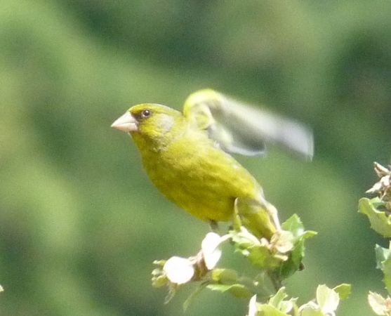 Verdier d'Europe  - Philippe Fortini