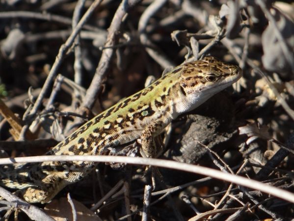 Lézard sicilien  - Philippe Fortini