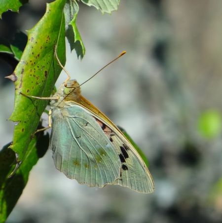 Cardinal  - Philippe Fortini