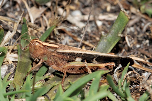 Aïolope émeraudine (A. t. corsicus)  - Guy Bourderionnet