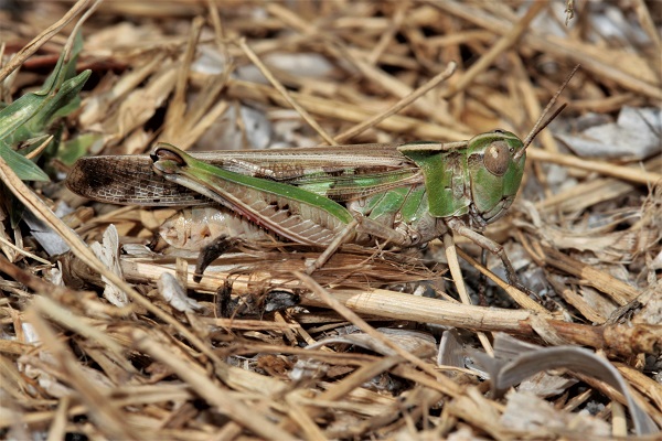 Aïolope émeraudine (A. t. corsicus)  - Guy Bourderionnet