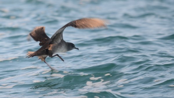 Puffin des Baléares 