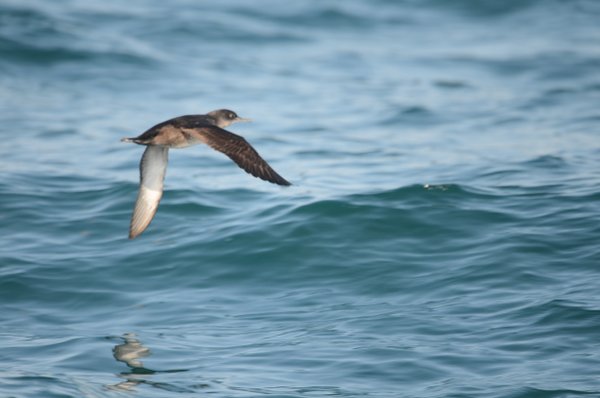 Puffin des Baléares 