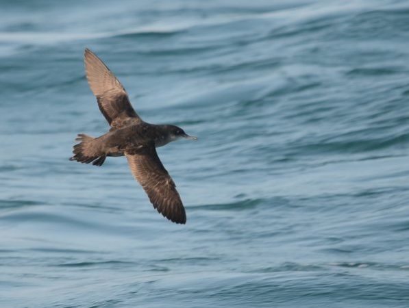 Puffin des Baléares 