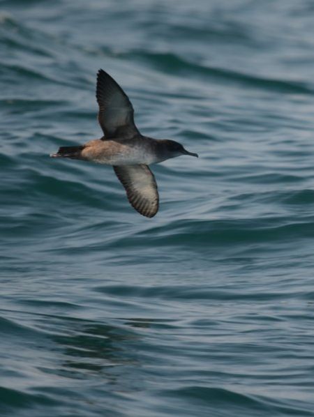 Puffin des Baléares 