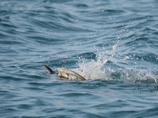 Puffin des Baléares 
