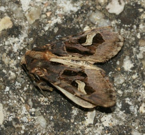 Trigonophora flammea  - Olivier Laluque